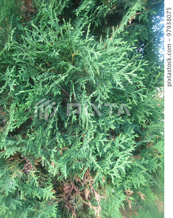 The green fern and grass in the deciduous forest 97938075