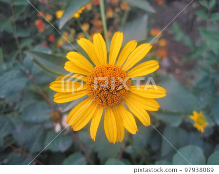 One yellow flower on the ground One yellow flower on the ground 97938089