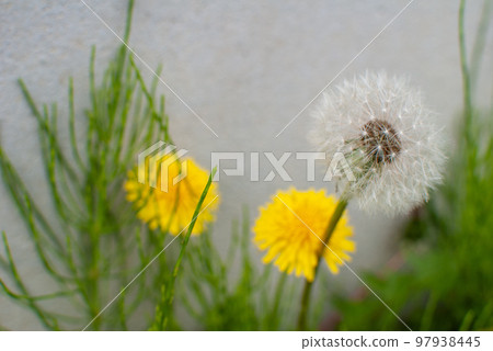 蒲公英和絨毛 97938445