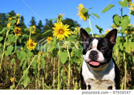 Mighty, a Boston terrier who happily sticks out his cute tongue at the beautiful blue sky and mini sunflower field in Hatoyama ♡ 97938547