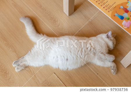 portrait of cute cat laying on the floor. selective focus point portrait of cute cat laying on the floor. selective focus point 97938736