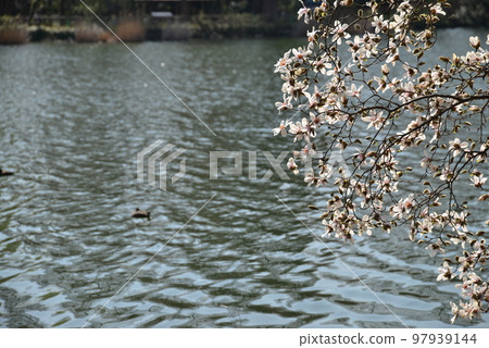 水邊盛開的小節花 水邊盛開的小節花 97939144