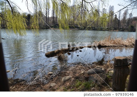 在池塘反映的新綠色 97939146