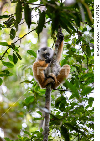 Lemur Diademed Sifaka, Propithecus diadema, Madagascar wildlife animal 97939162