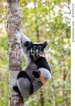 Lemur Indri, Madagascar wildlife animal. Lemur Indri, Madagascar wildlife animal. 97939170