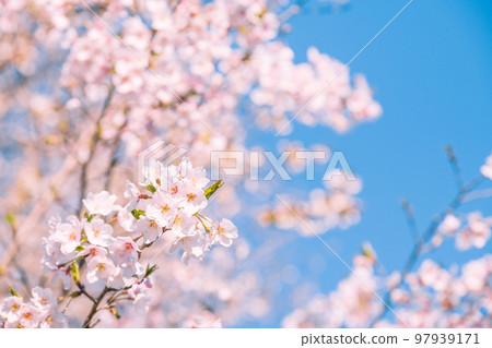 Cherry Blossoms	 97939171