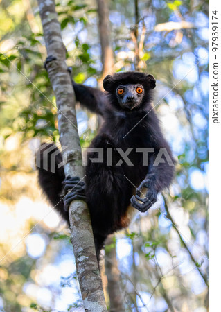 Black lemur Milne-Edwards's sifaka, Propithecus edwardsi, Madagascar wildlife animal. Black lemur Milne-Edwards's sifaka, Propithecus edwardsi, Madagascar wildlife animal. 97939174