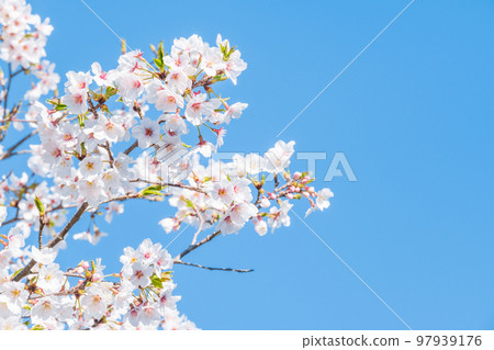Cherry Blossoms Cherry Blossoms 97939176