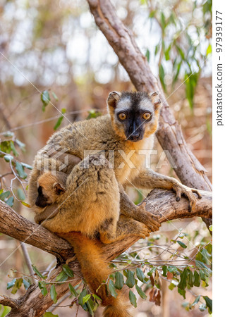 Red-Fronted Lemur, Eulemur Rufifrons, Madagascar wildlife animal. Red-Fronted Lemur, Eulemur Rufifrons, Madagascar wildlife animal. 97939177