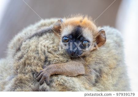Red-Fronted Lemur, Eulemur Rufifrons, Madagascar wildlife animal. Red-Fronted Lemur, Eulemur Rufifrons, Madagascar wildlife animal. 97939179