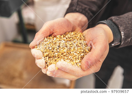 Man holding barley at brewery Man holding barley at brewery 97939657