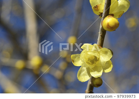 Rowbai (wax plum) 97939973