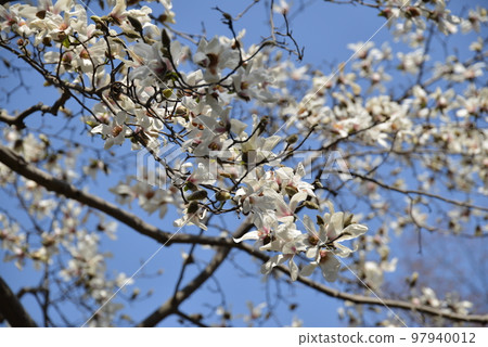 Kobushi flowers in full bloom 97940012