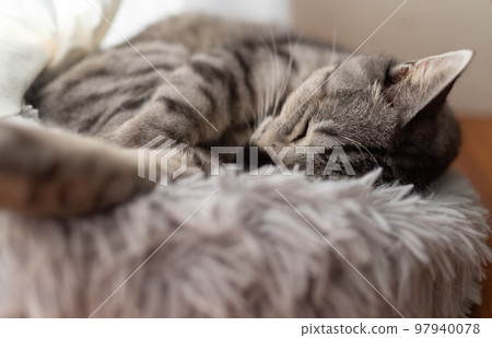 Sleeping cat Sabatra cat Sleeping cat Sabatra cat 97940078