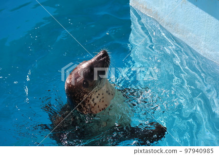 一隻斑海豹從水族館繁殖池中伸出來的風景 97940985
