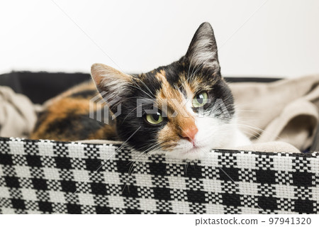 Relaxed domestic cat at home Relaxed domestic cat at home 97941320