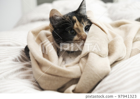 Relaxed domestic cat at home Relaxed domestic cat at home 97941323