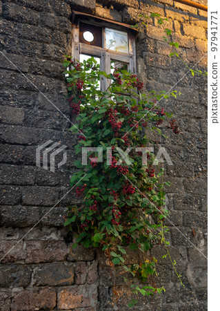 An old wall and a blackberry bush growing on it An old wall and a blackberry bush growing on it 97941771