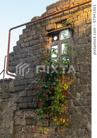 An old wall and a blackberry bush growing on it 97941801
