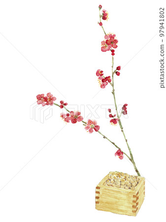 Setsubun image illustration [Hand-painted watercolor] Red plum Setsubun beans White background Transparent background Copy space 97941802