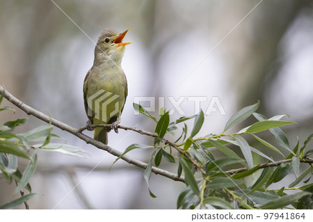Icterine Warbler (Hippolais icterina) - Hoogland, the Netherlands Icterine Warbler (Hippolais icterina) - Hoogland, the Netherlands 97941864
