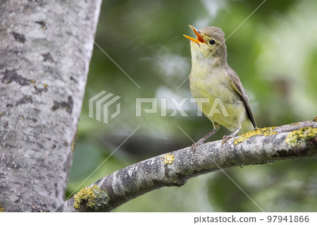 Icterine Warbler (Hippolais icterina) - Hoogland, the Netherlands 97941866