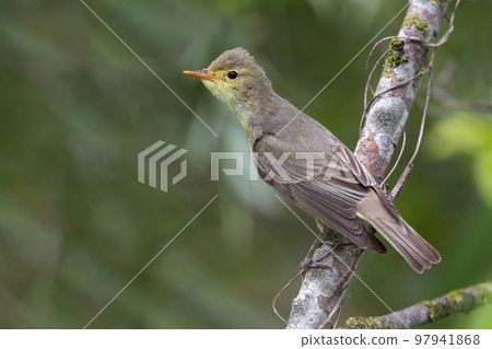 Icterine Warbler (Hippolais icterina) - Hoogland, the Netherlands Icterine Warbler (Hippolais icterina) - Hoogland, the Netherlands 97941868