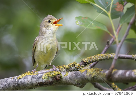 Icterine Warbler (Hippolais icterina) - Hoogland, the Netherlands 97941869
