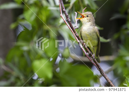 Icterine Warbler (Hippolais icterina) - Hoogland, the Netherlands Icterine Warbler (Hippolais icterina) - Hoogland, the Netherlands 97941871