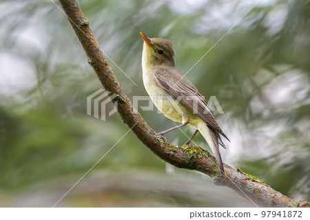 Icterine Warbler (Hippolais icterina) - Hoogland, the Netherlands 97941872