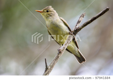 Icterine Warbler (Hippolais icterina) - Hoogland, the Netherlands 97941884