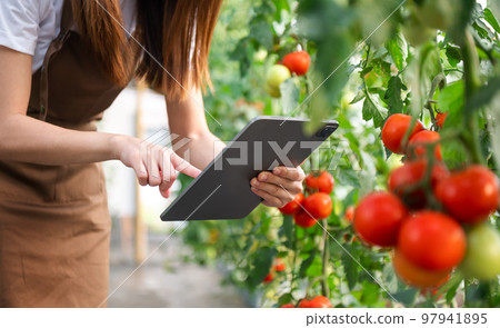 Agriculture uses production control tablets to monitor quality vegetables and tomato at greenhouse. Smart farmer using a technology 97941895