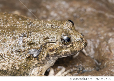 Dicroglossid frog, Euphlyctis cyanophlyctis, Satara, Maharashtra, India Dicroglossid frog, Euphlyctis cyanophlyctis, Satara, Maharashtra, India 97942300
