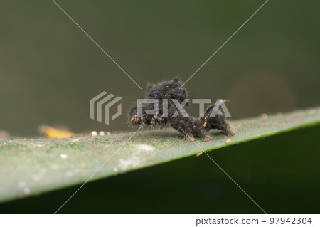 Hagmoth caterpillar, Phobetron pithecium, Satara, Maharashtra, India Hagmoth caterpillar, Phobetron pithecium, Satara, Maharashtra, India 97942304