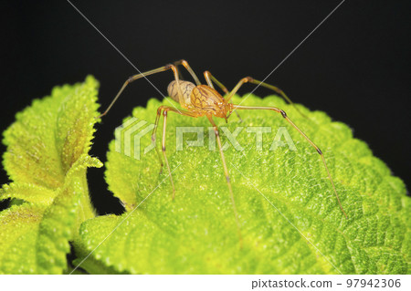 Orange Spitting spider,  Syctodes fusca, Satara, Maharashtra, India 97942306