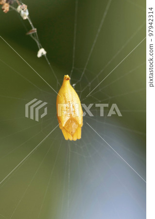 Yellow Scorpion tailed spider,  Arachnura melanura, Satara, Maharashtra, India 97942314