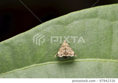 Apple leaf skeletonizer moth, Choreutis pariana, Satara, Maharashtra, India Apple leaf skeletonizer moth, Choreutis pariana, Satara, Maharashtra, India 97942316