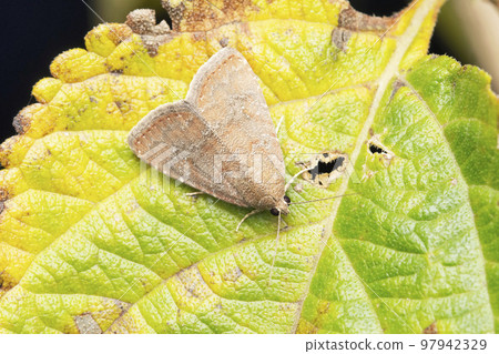 Leaf roller Torix moth,  Archips subsidiaria, Satara, Maharashtra, India 97942329