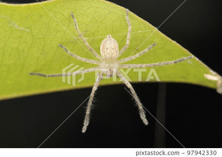 Light giant crab spider,  Olios milletti, Satara, maharashtra, India 97942330