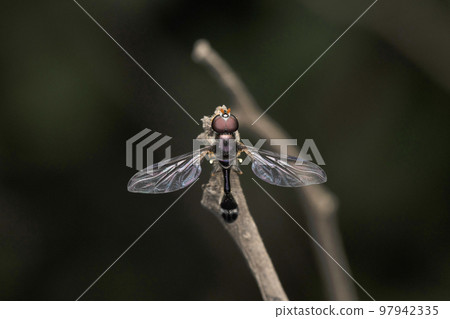 Slender hoverfly,  Ocyptamus fuscipennis, Satara, maharashtra, India 97942335