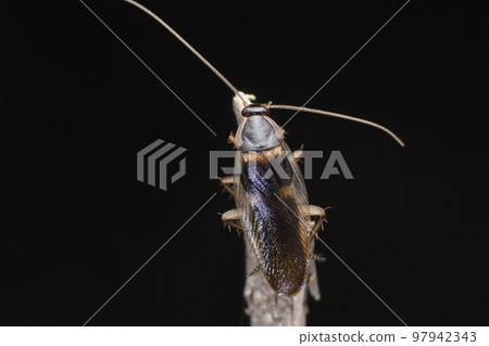 Brown banded cockroach, Supella longipalpa, Satara,Maharashtra, India Brown banded cockroach, Supella longipalpa, Satara,Maharashtra, India 97942343