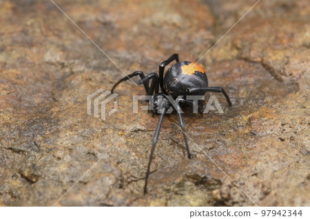Deadly red back Spider, Latrodectus hasselti, Satara, Maharashtra, India Deadly red back Spider, Latrodectus hasselti, Satara, Maharashtra, India 97942344