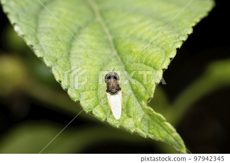 Dorsal of Signal fly, Stratiomys viridula, Satara, Maharashtra, India Dorsal of Signal fly, Stratiomys viridula, Satara, Maharashtra, India 97942345