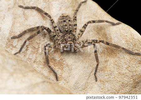 Huntsman spider,  Heteropoda jugulans, Satara, Maharashtra, India 97942351