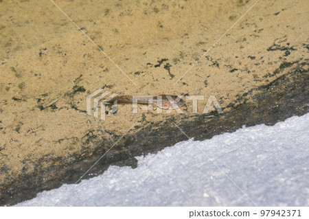 Subadult Tadpole of Microhyla ornata, Satara, Maharashtra, India 97942371