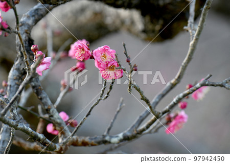 Kobai Kobai 97942450