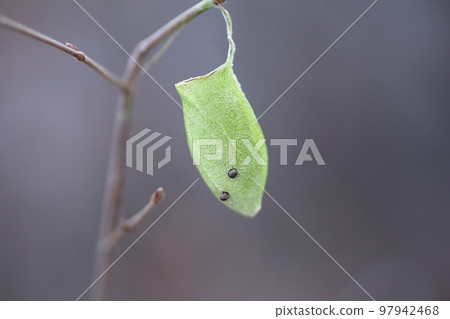 Cocoon of Ustaviga found in the winter mountains 97942468