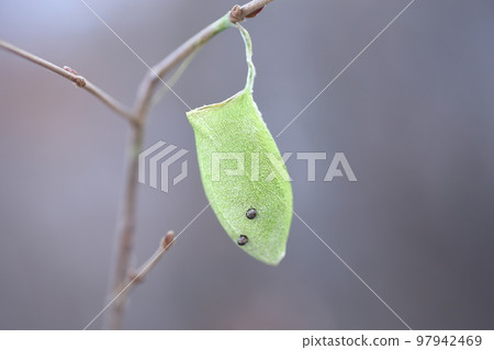 在冬季山區發現的 Ustaviga 繭 97942469