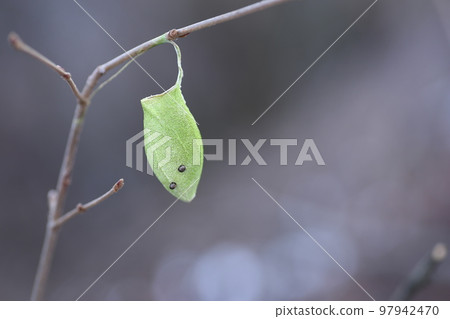 在冬季山區發現的 Ustaviga 繭 97942470