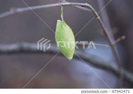 在冬季山區發現的 Ustaviga 繭 97942471